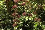 6462-hollunderbeeren 6462-hollunderbeeren