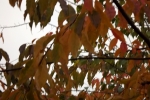 5542-herbst-blaetter-baum 5542-herbst-blaetter-baum