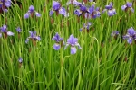 5205-iris
