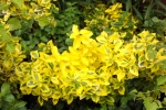 5207-gelbe-blueten-und-blaetter