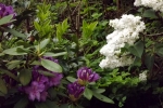 5212-flieder-rhododendron