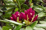 5218-rhododendron
