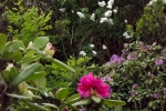 5219-flieder-rhododendron
