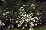 5223-weisse-blueten
