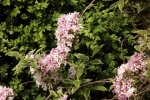 5231-rosa-blueten