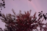 DSCF7965