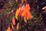 DSCF7968