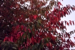 DSCF7969