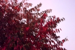 DSCF7971