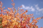 DSCF7975