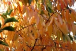DSCF7979