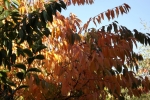 DSCF7980