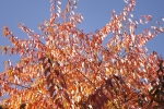 DSCF7981