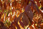 DSCF7982