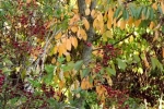 DSCF7986