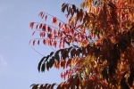 DSCF7992