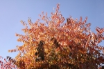 DSCF8002