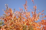 DSCF8012