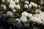 rohdodendron-bluete-5150