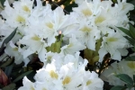 rohdodendron-blueten-5060