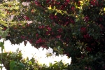 rohdodendron-und-quitten-bluete-F5075
