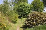 trampelpfad-5171