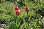 tulpen-5029