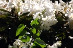 flieder-rohdodendron-blueten-5157