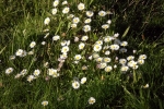 gaenseblumen-5083