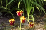 rembrandt-tulpen-5053