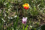 rembrandt-tulpen-5131