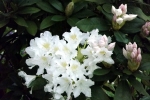 rohdodendron-bluete-5074