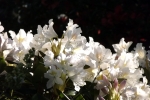 rohdodendron-bluete-5076