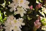 rohdodendron-bluete-5125