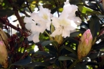 rohdodendron-bluete-5126