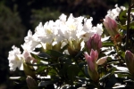 rohdodendron-bluete-5129