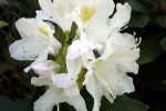rohdodendron-blueten-5061