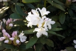 rohdodendron-blueten-5063