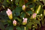 rohdodendron-knospen-5130
