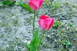 rote-tulpen-5073