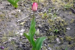 tulpe-5032