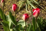 tulpen-5023