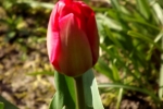 tulpenbluete-nahe-5021