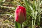 tulpenbluete-nahe-5022