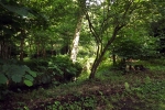 wald