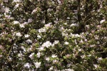 dscf7253