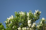 dscf7317