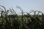 dscf7334