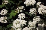 dscf7418
