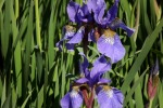 dscf7428